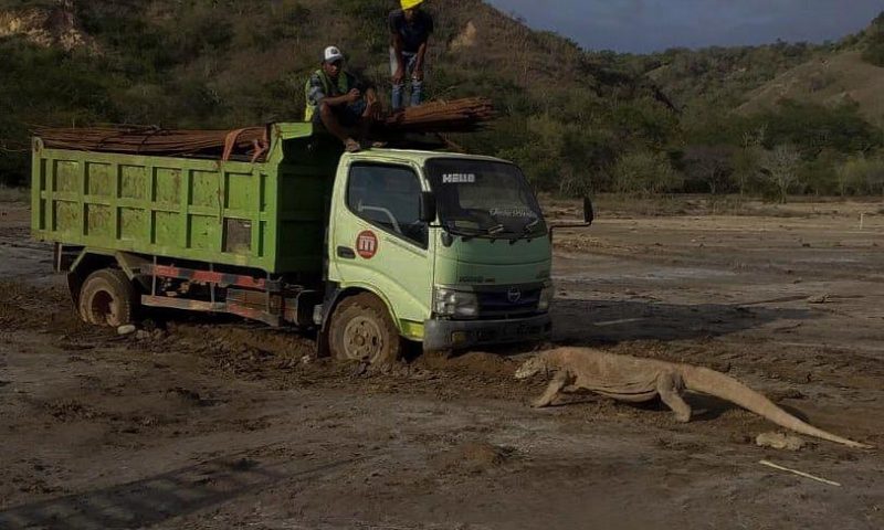 Picu Kontroversi Proyek Pembangunan Wisata di Pulau  Rinca dikecam, Begini kronologinya…