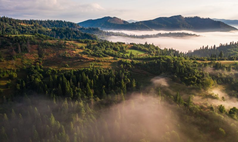 HARI ULANG TAHUN HUTAN DAN KENYATAAN PAHIT DIBALIKNYA