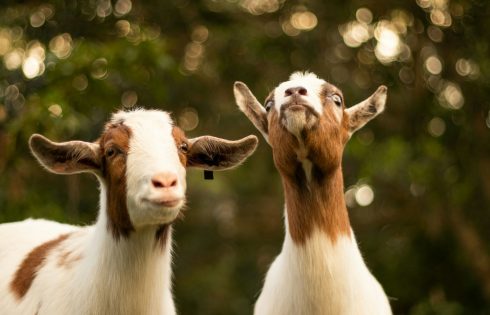 Makna Hari Raya Idul Adha Melalui Kisah Nabi Ibrahim dan Nabi Ismail