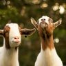 Makna Hari Raya Idul Adha Melalui Kisah Nabi Ibrahim dan Nabi Ismail